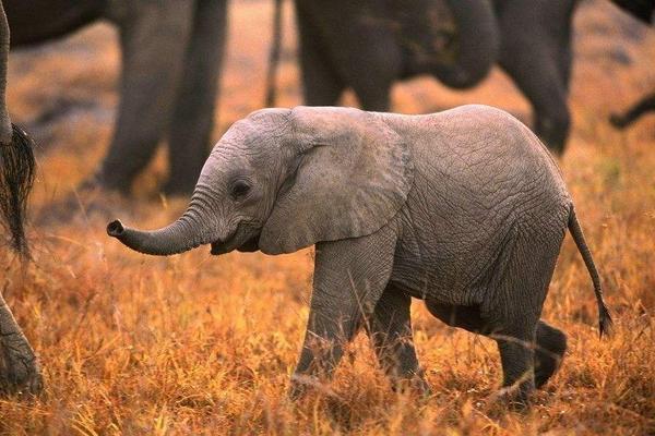 梦见大象是什么意思