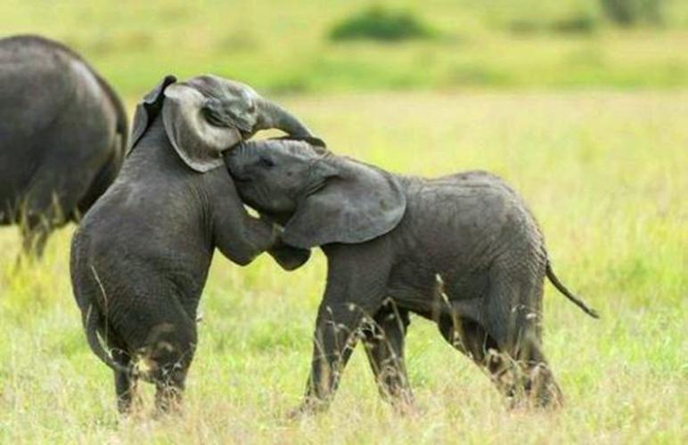 小象打架惹怒母象,被母象用象鼻卷着拽到一旁教训,瞬间老实了