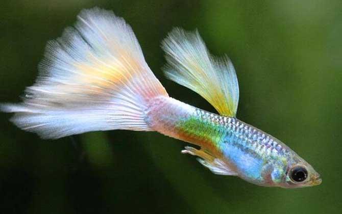 鱼类百科凤尾鱼是最常见的观赏鱼之一,学名孔雀花鳉,亦称孔雀鱼,彩虹