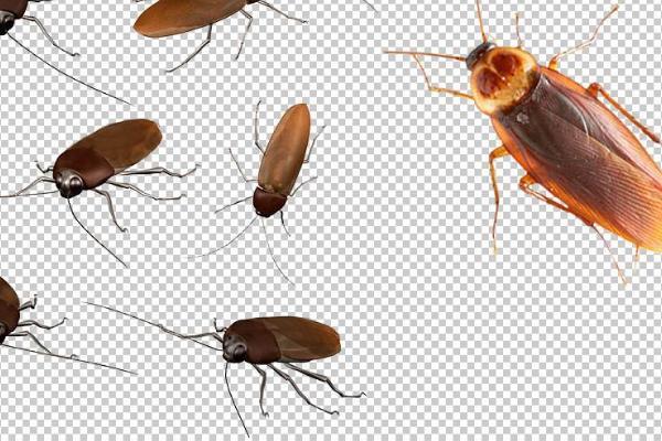 梦见蟑螂是什么意思梦见成群蟑螂爬到身上有什么预兆