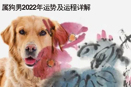 属狗男2023年运势及运程详解2023年属狗人的全年运势男性
