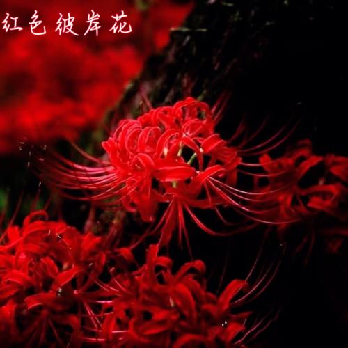 1,彼岸花的火红鲜艳,传说也大多悲惨动人,也象征着求而不得的爱情.