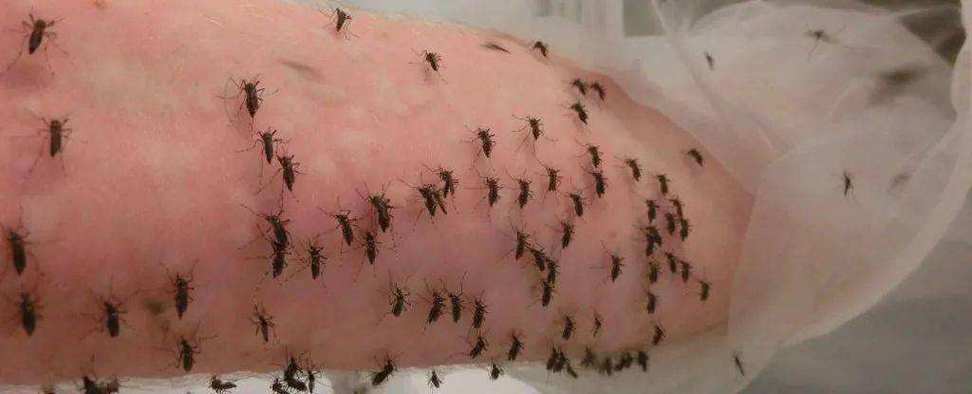 蚊子几月份才会不咬人