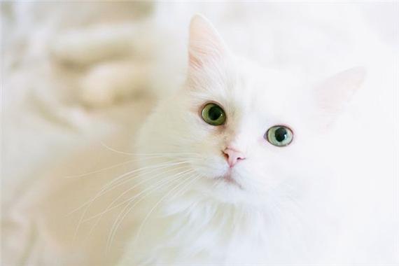 梦见白猫_周公解梦梦到白猫是什么意思_做梦梦见白猫好不好_周公解梦