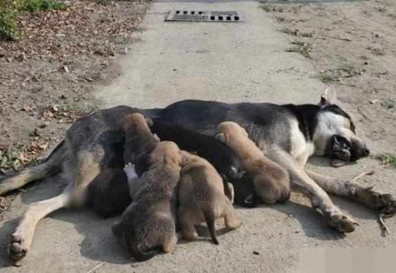 高雄一流浪狗妈妈带伤觅食哺育7只幼犬
