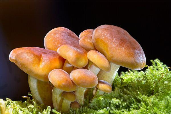 梦见采蘑菇_周公解梦梦到采蘑菇是什么意思_做梦梦见采蘑菇好不好