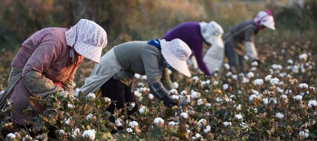 新疆摘棉花是什么梗优质