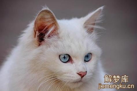 梦见一只小白猫是什么意思梦见一只小白猫,随着季节转换,你的身体状况