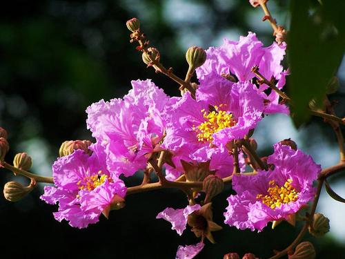 紫薇花是一种被广泛种植的观花树种,为安阳市,徐州市,晋城市,襄阳市和