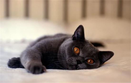 周公解梦梦见黑猫是什么意思