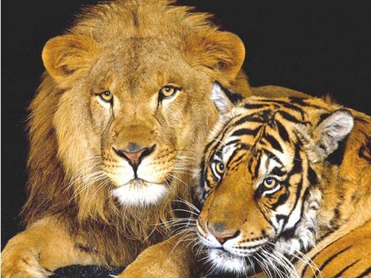 梦见家里养狮子和老虎