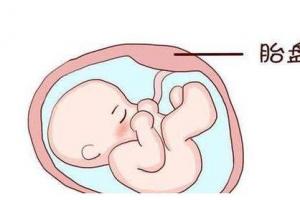 埋到土壤里胎盘是准妈妈肚子里孕育胎儿的温床,是胎儿吸收营养的场所.