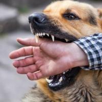 原创怕狗的人更易被狗咬因他的恐惧能被闻出这些行为也易作死