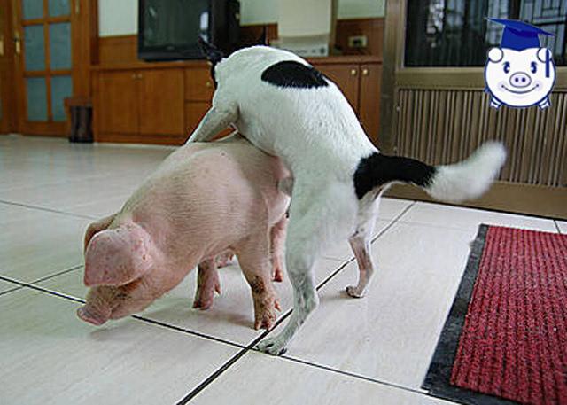 史上最憋屈的猪,被发情的狗骑在身上强行占有了!