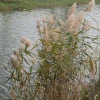 清水河边的芦苇,细细的高高的苇杆上开着白色的像棉絮一样的花,在风中