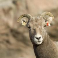 2017羊人全年运势属羊人2017年全年运势详解