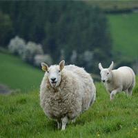 属羊的是哪几年出生的属羊的年份