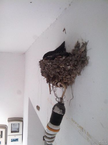 家里的鸟巢,有图有真相?