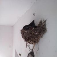 家里的鸟巢,有图有真相?