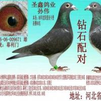 经典配对_圣鑫鸽业_ ag188.com爱鸽商城_中国信鸽信息网