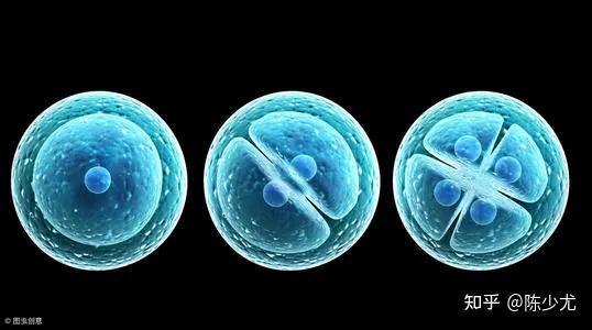 试管婴儿取精取卵后精子和卵子在实验室到底经历了什么