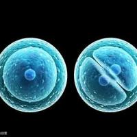 试管婴儿取精取卵后精子和卵子在实验室到底经历了什么