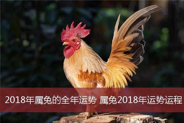 2018年属兔的全年运势属兔2018年运势运程