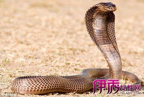 【图】怀孕梦见几条眼镜蛇的寓意是什么? 解析蛇的象征