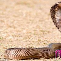 【图】怀孕梦见几条眼镜蛇的寓意是什么? 解析蛇的象征