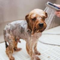 夏季给狗狗洗澡的5个禁忌这样做就是在伤害它们