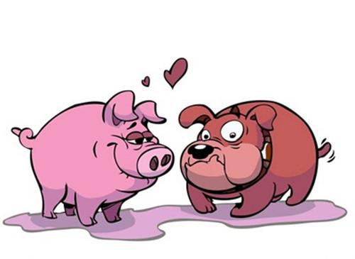 生肖配对姻缘表2017属猪和属鸡的婚姻如何