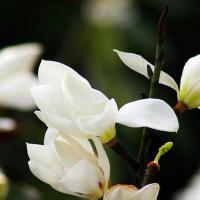 白玉兰花语是什么