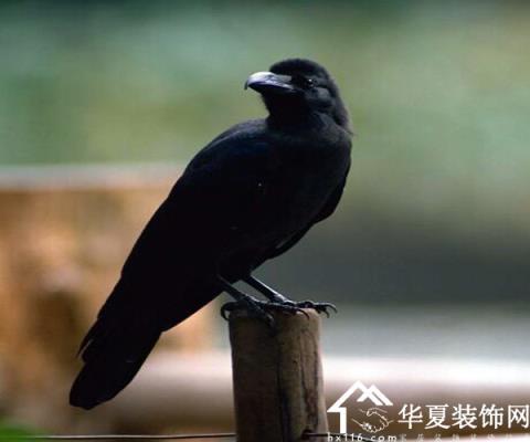 乌鸦被许多人认为是不详的动物,因此乌鸦的叫声3,故风水上,认为乌鸦的