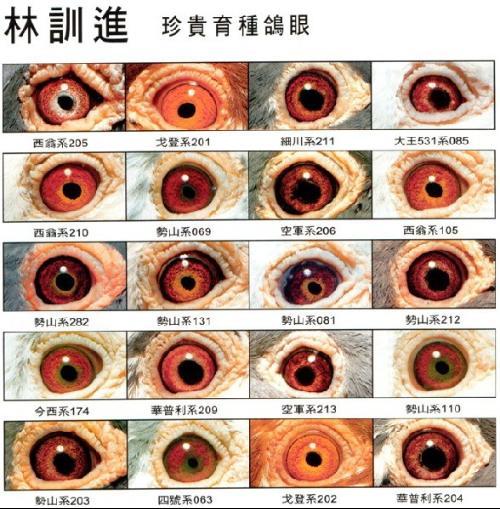信鸽眼睛的主要特点:眼珠色素,被鸽迷们称之为黄眼,砂眼,牛眼.