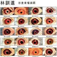 信鸽眼睛的主要特点:眼珠色素,被鸽迷们称之为黄眼,砂眼,牛眼.