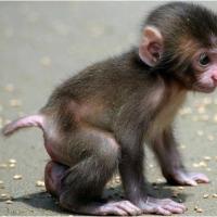 生肖猴:以下4个年份出生的