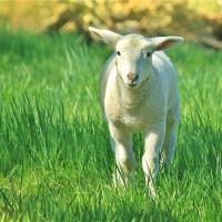 1967年,1979年,1991年,2003年,2015年等皆为羊年,出生之人属羊.
