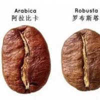 咖啡豆品种中,阿拉比卡和罗布斯塔有什么区别呢?