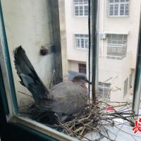 两对斑鸠接连栖息窗台孵蛋,爱鸟一家人两个多月没开窗