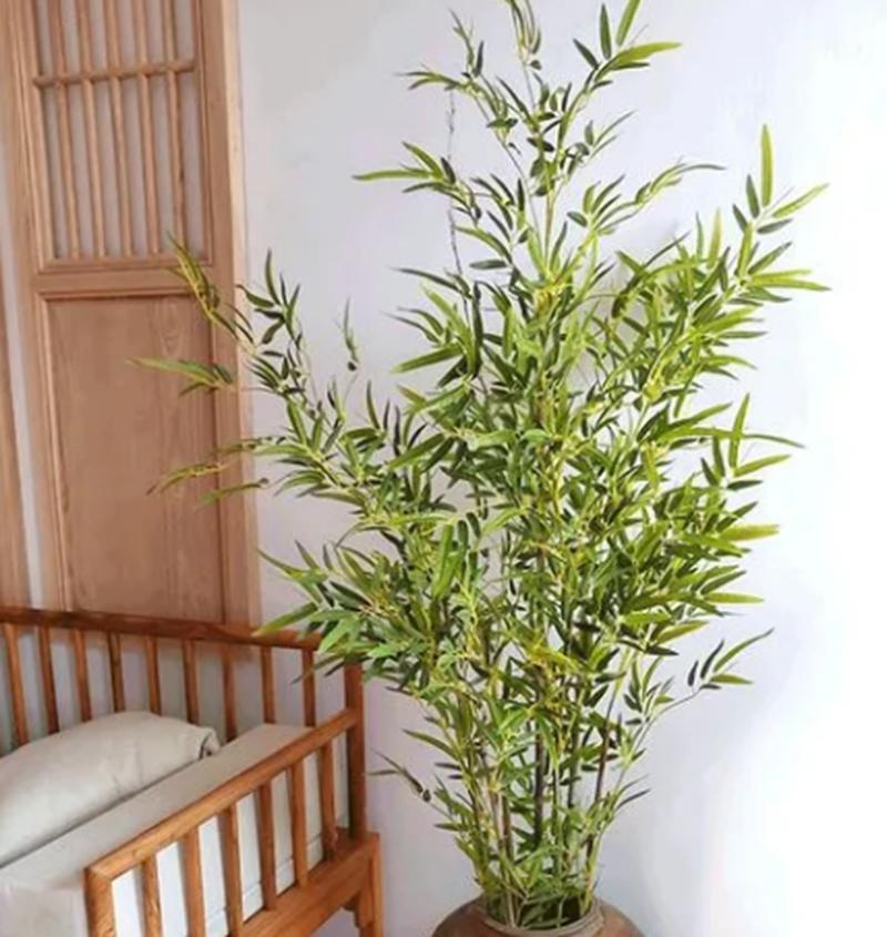 客厅为什么不能放竹子?可以养哪些植物?