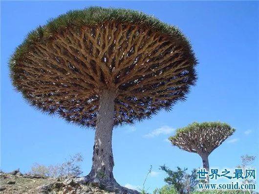 当地人给这棵树起名为 蘑菇树!