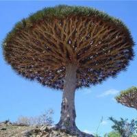 当地人给这棵树起名为 蘑菇树!