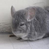 紫灰龙猫照片百度贴吧ansonmz家的小紫灰纯紫龙猫肚子颜色不是白色的
