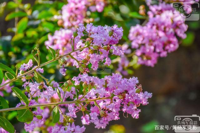 遇见阳光下娇艳盛开的紫薇花