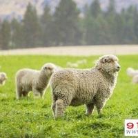 2015年属羊的人2021年运程详解_2021生肖运势_91运势网