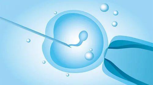 试管婴儿取卵和取精一定要在同一天进行吗?|精子|卵子_网易订阅