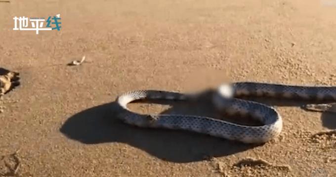 澳大利亚男子沙滩发现一无头蛇身体仍能扭动