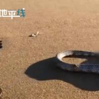 澳大利亚男子沙滩发现一无头蛇身体仍能扭动