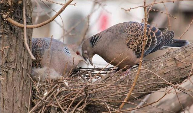 鸠占鹊巢斑鸠真的不会筑巢不吃斑鸠不仅是因为肉有危险
