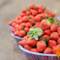 孕妇梦见摘草莓意味着什么
